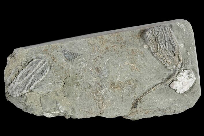 Two Fossil Crinoids (Abrotocrinus) - Crawfordsville, Indiana #117146